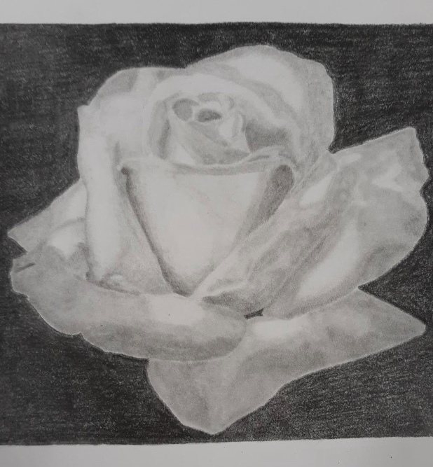 Graphite rose drawing 2019